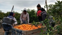 Trabajo en negro: un flagelo que sigue reinando en la citricultura