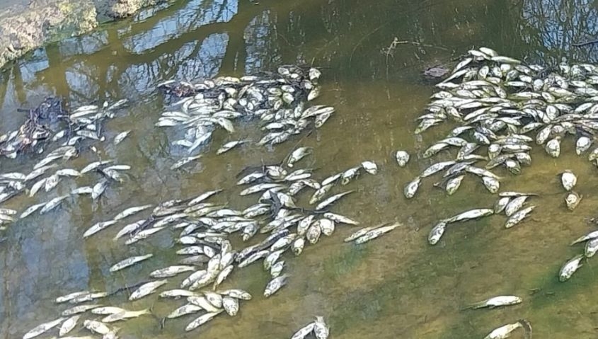 Vecinos alertan por mortandad de peces en Concepción del Uruguay