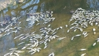 Vecinos alertan por mortandad de peces en Concepción del Uruguay