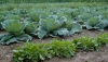Invitan a un seminario intensivo sobre agroecolog&iacute;a