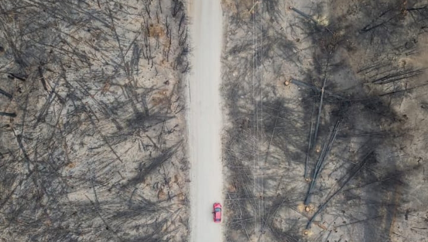 Desde el sur: el bosque como hogar natural o como territorio de despojo